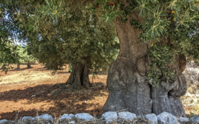 Olive Oil: Apulia’s Green Gold